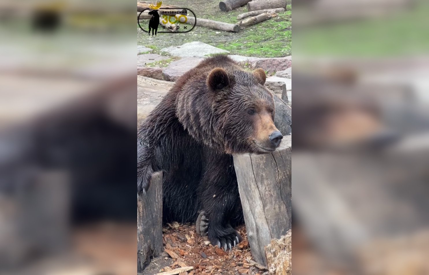 Пензенский зоопарк показал медведя Матвея, который в мыслях о высоком