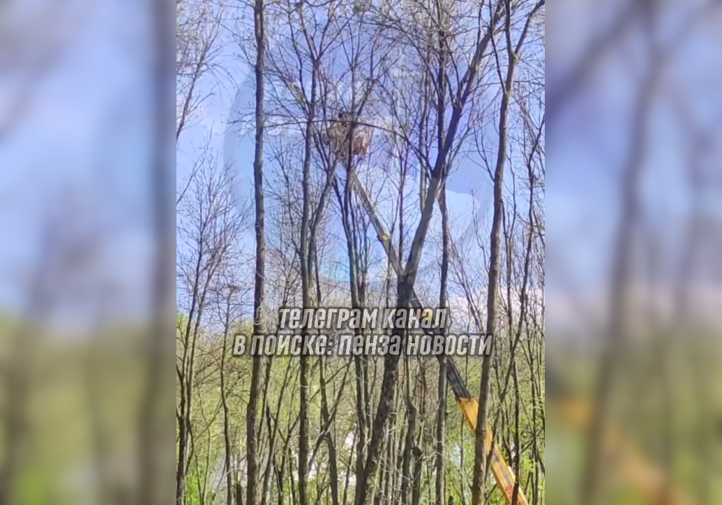 В сквере около Ульяновского парка Пензы сбивают гнёзда птиц