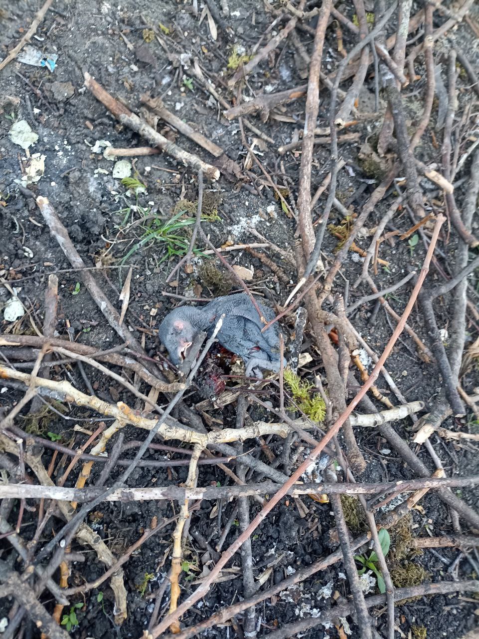 Власти рассказали, почему сбили гнезда птиц в сквере около Ульяновского парка
