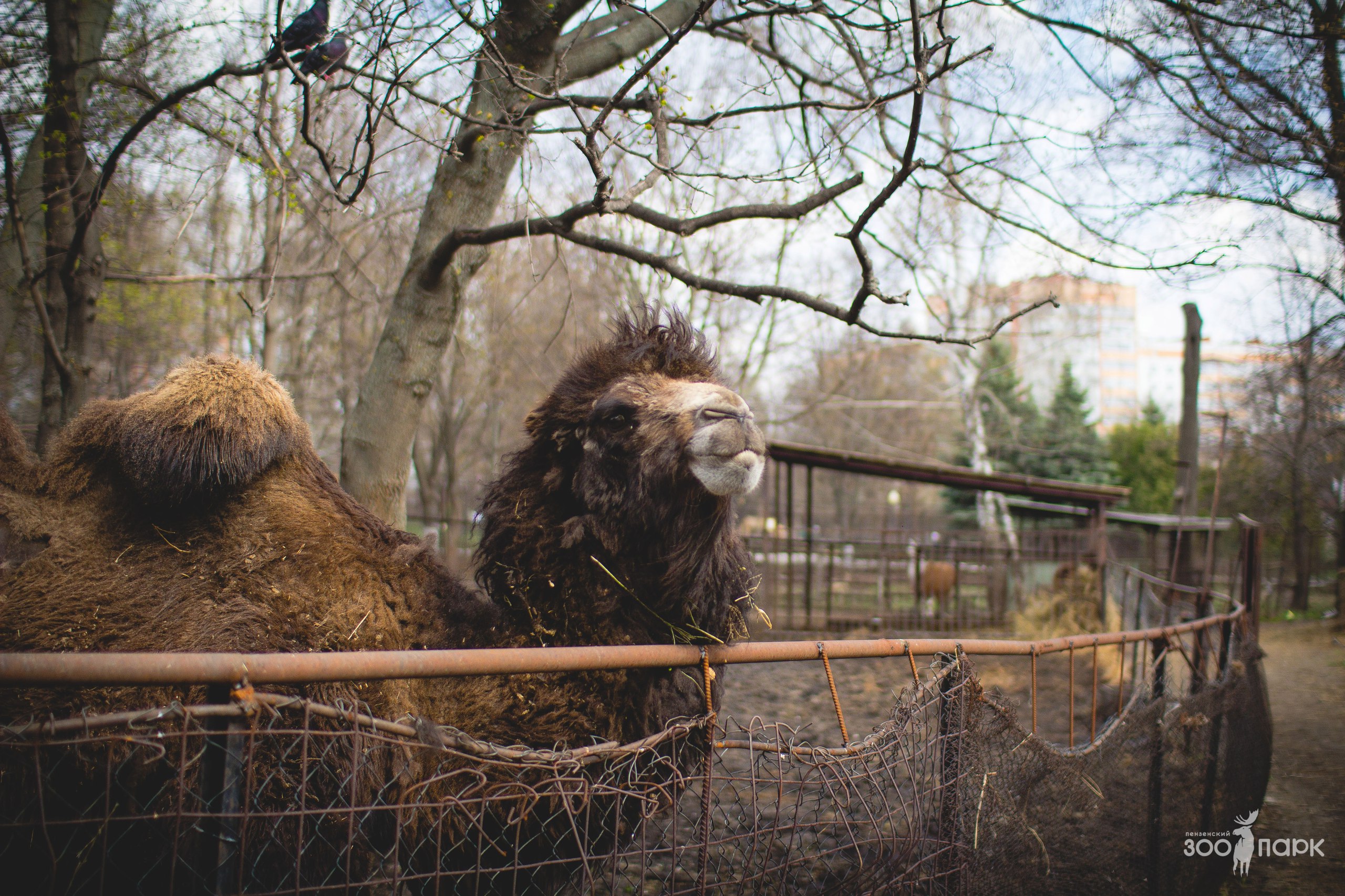 Пензенский зоопарк ответил горожанам на вопросы о непривлекательном виде животных