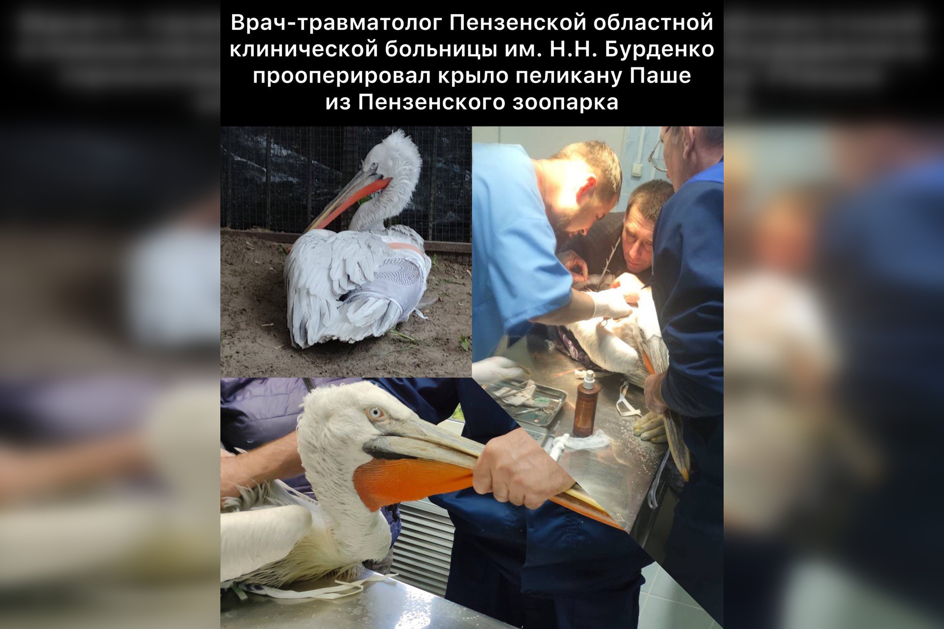 Пензенские травматологи спасли пеликана Пашу с переломанным крылом