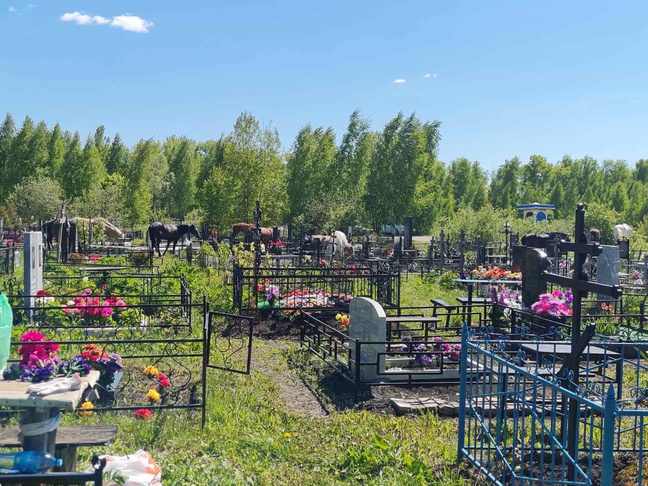 На кладбище в Богословке вернулись лошади-сладкоежки