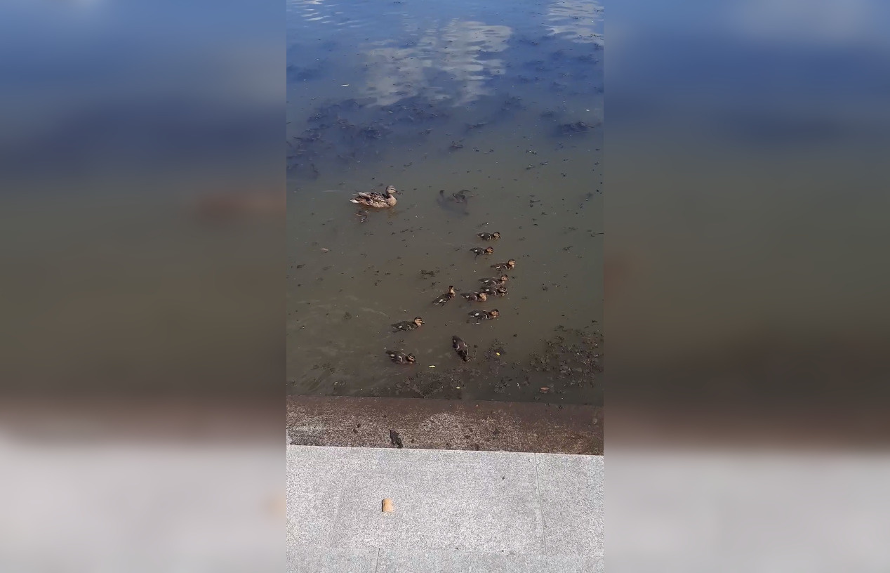 Пензенцев пугает состояние и запах воды на набережной, где плавают уточки