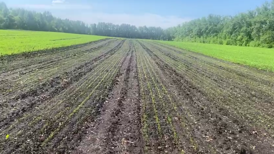 В лесных питомниках Пензенской области высадили 159 килограмм семян сосны