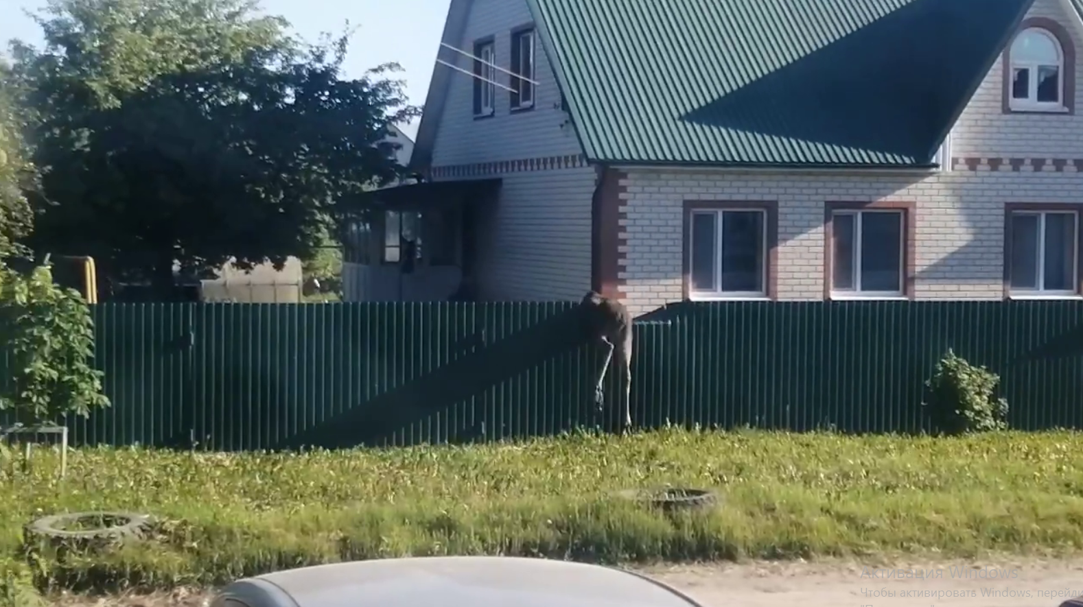Испуганный лосенок сломал забор жителям Терновки 