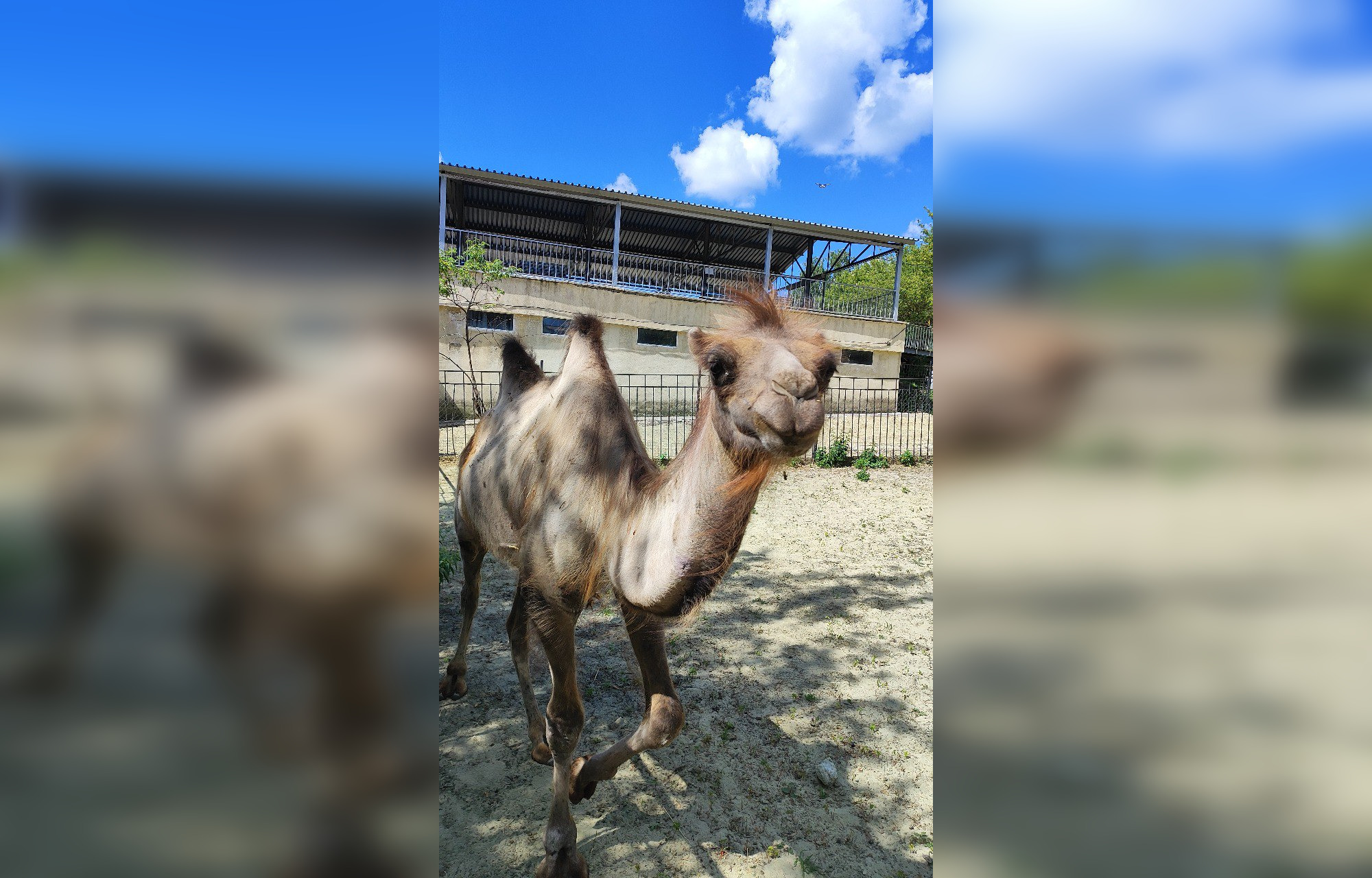 В Пензенском зоопарке поселился 3-летний верблюд Эльбрус