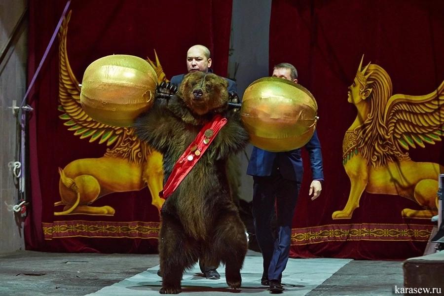 Цирк Виват и Медвежий Папа Покорили Пензу