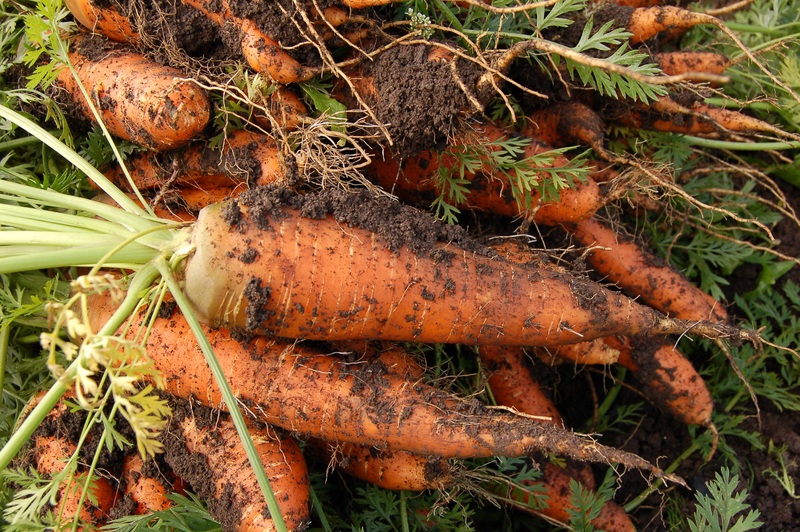 Морковь сразу пойдёт в рост: в июле обязательно полейте грядку таким раствором — первый шаг к хорошему урожаю