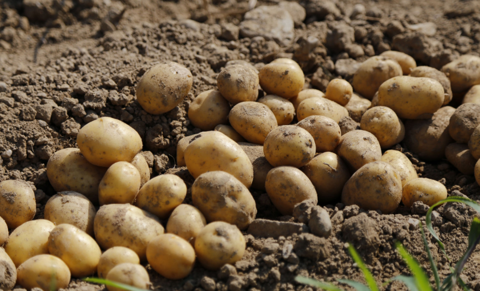 Что нужно сделать с картофелем прямо сейчас, чтобы на 50% повысить урожайность: дачникам раскрыли 2 секрета