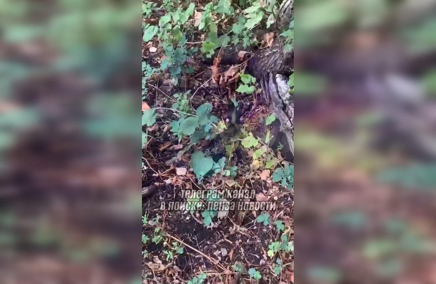 Пензенцы нашли упавшего птенца стрижа на земле у дерева