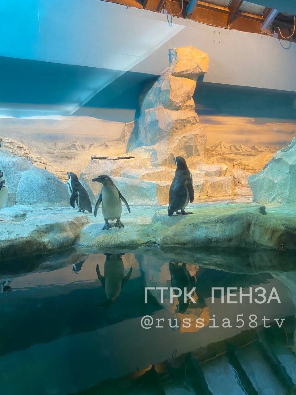 В Пензенский зоопарк планируют привезти пингвинов из разных городов