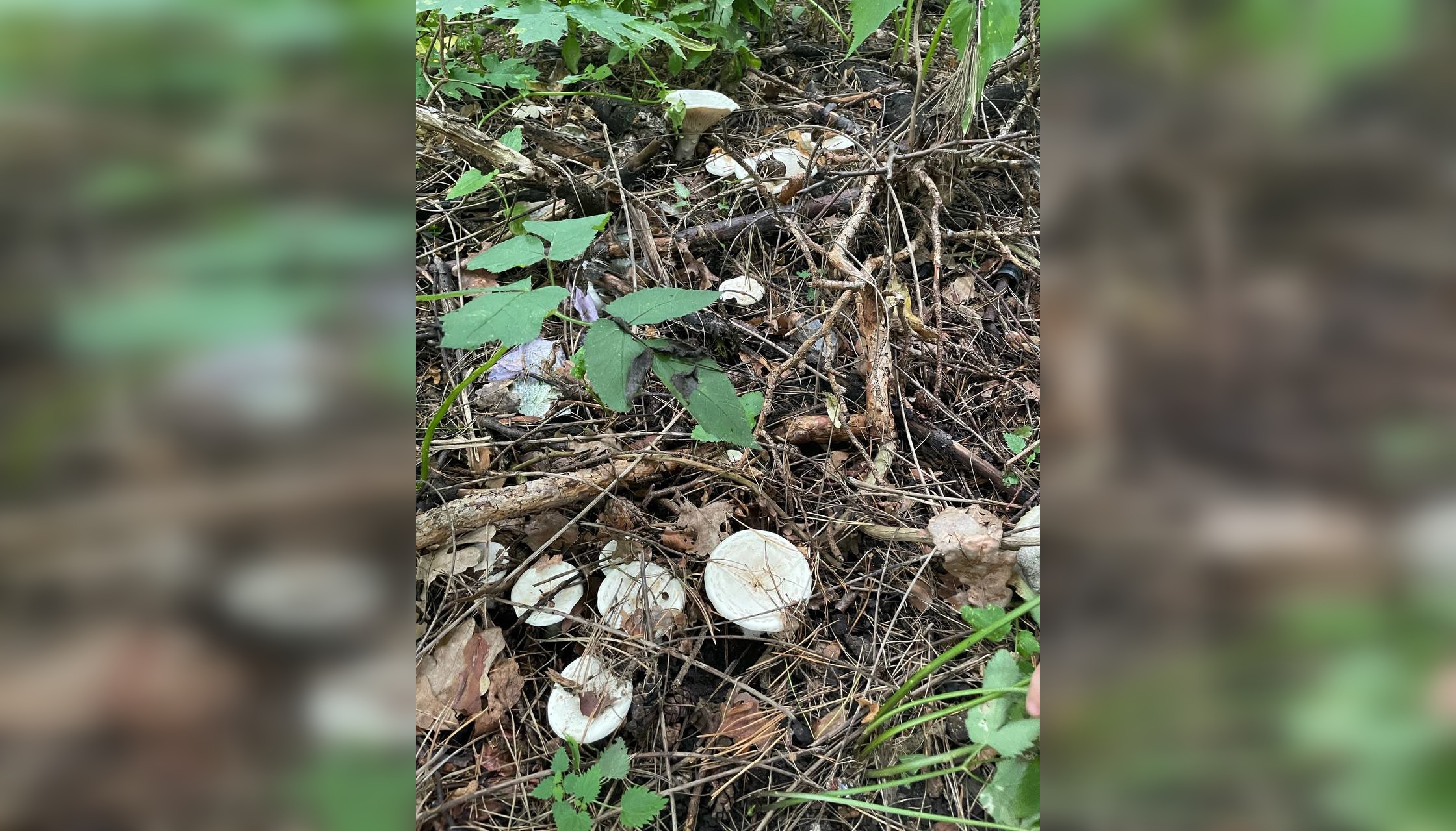 В Пензенской области обнаружены «ведьмины круги», опасные для человека