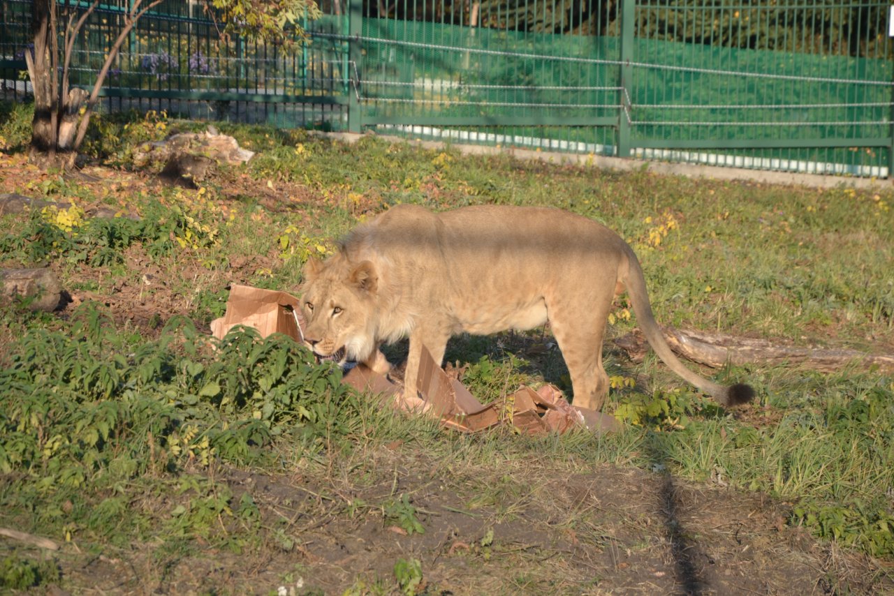 Лев пенза