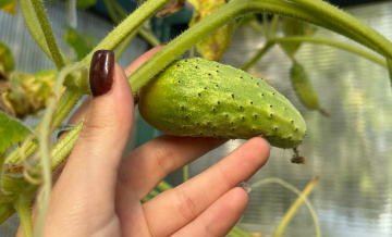 Огурцы на подоконнике: свой урожай к Новому году