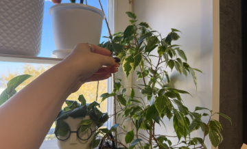 Подкормка для фикуса из яичной скорлупы. Как вернуть растению красоту 