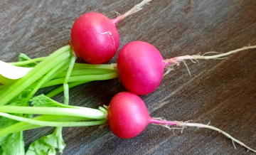 Как вырастить редис дома зимой. Пошаговая инструкция: от семечка до урожая за 20 дней на подоконнике 